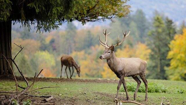 Dreaming Of A Deer Dream Explanation Dream Symbolism